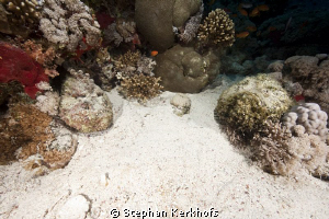Couple of stonefish taken at Jackson Reef, TIran. by Stephan Kerkhofs 